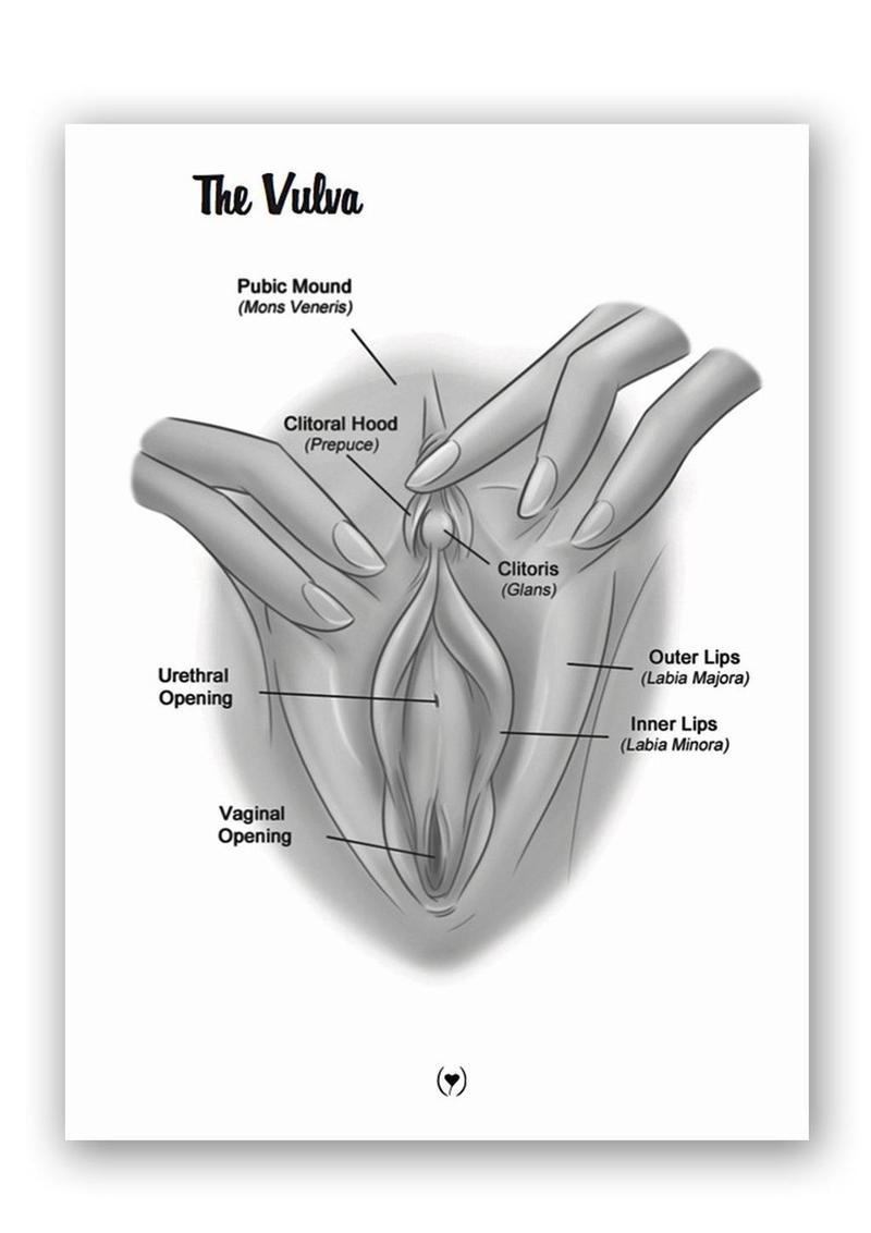 The Mystery Of The Undercover Clitoris Book By Dr. Sadie Allison